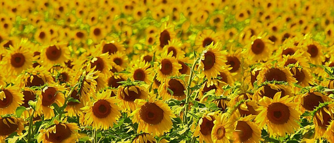 A field of sunflowers in Perth County.