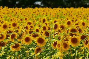 A field of sunflowers in Perth County.