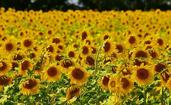 A field of sunflowers in Perth County.